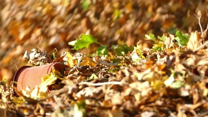 Wall Mural - Blowing leaves in the garden on a beautiful autumn day close up