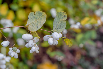 Wall Mural - Bush with white berries, snowfield, close-up