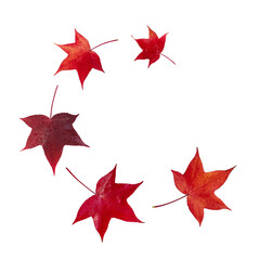 Wall Mural - Flying autumn red american sweetgum tree leaves spiral isolated on white.