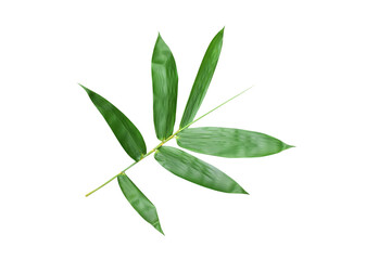  The stalks and leaves of bamboo have beautiful leaves on a white background.