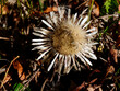 Jesienne kwiaty Dziewięćsił bezłodygowy (Carlina acaulis L.) ze swoimi owocami z puchem kielichowym rozsiewanymi przez wiatr