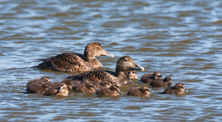 Eider, Common Eider