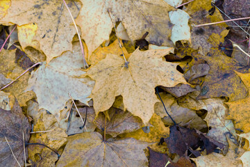 Old maple leaves on the ground, close-up