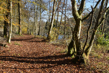 Sticker - Belgique Wallonie automne nature foret semois eau riviere