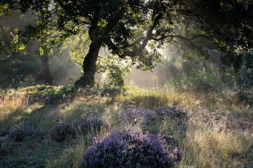 Wall Mural - beautiful purple heather blooming in forest