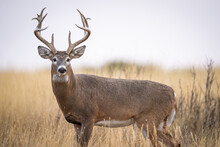 Big Buck In Wild
