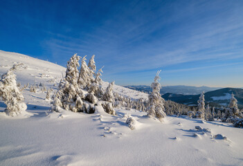 Sunrise mountain skiing freeride slopes and fir tree groves near alpine resort.