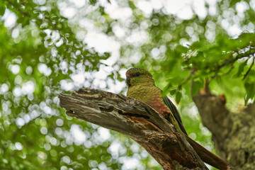 Enicognathus ferrugineus, Austral Parakeet, Austral Conure, Emerald Parakeet can be found allover Patagonia in Chile and Argentina, sitting on a tree in Glaciers national park close at perito moreno