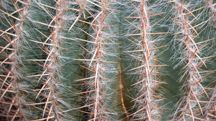 Wall Mural - Texture, cactus, needles