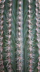 Wall Mural - Texture, cactus, needles