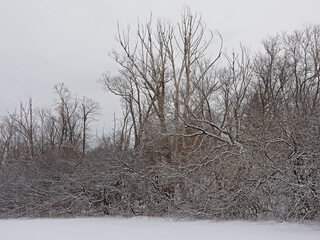 Wall Mural - Bare trees and shrubs in the snow in Gatineau national park. 