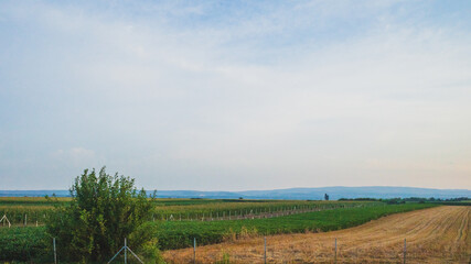 Wall Mural - Countryside landscape near Novi Sad, Serbia