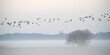 Flock of Geese over Hazy Grassland