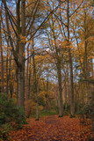 Fototapeta Las - Autumn in the woods.