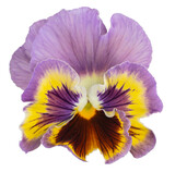 Fototapeta Motyle - viola flower isolated