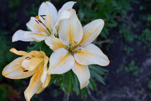 Banana Day Lily Blossom Close-up, White Petal With Yellow Gradient, Garden Flower