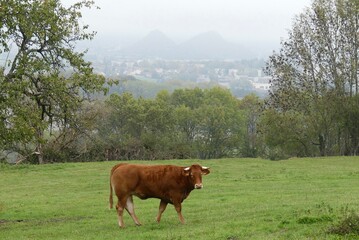 Canvas Print - cows on the meadow