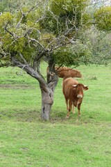 Canvas Print - cow and calf