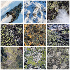 Wall Mural - Set of texture of stones covered with lichen. Lichen patterns on a rock surface. Collection of natural backgrounds. The nature of the Arctic. Polar region.