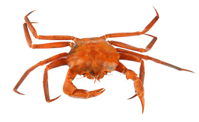 Wall Mural - raw Atlantic red crab isolated on white background