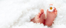 Newborn Baby's Feet Wrapped In Soft Towel With White Daisy - Infant Care Concept