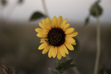 Grasshopper On Sunflower