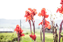 Beautiful Tall Red Canna Flowers In The Field, Flora And Gardens, Countryside Nature