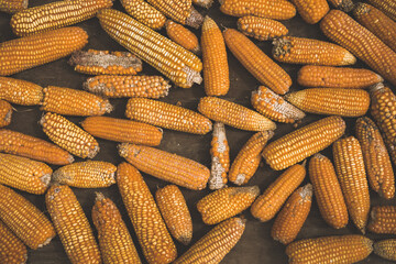 Wall Mural - close up of old orange corn on the cob, the process of drying corn on the street, wooden background,  selective focus, cooking recipes, organic vegetable farming