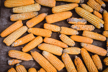 Wall Mural - close up of old orange corn on the cob, the process of drying corn on the street, wooden background,  selective focus, cooking recipes, organic vegetable farming