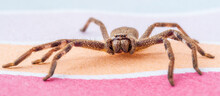 A Large Brown Arachnid Commonly Known As A Huntsman Spider With A Scientific Name Of Holconia Montana.