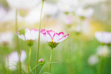 Wall Mural - Cosmos with refreshing at nature.