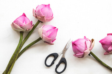 pink flower lotus local flora of asia arrangement flat lay postcard style on background white wooden