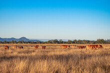 Cattle In The Field