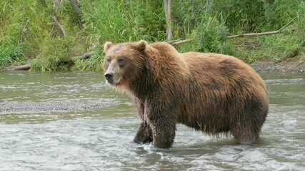 big brown bear hunts for salmon in the river, kamchatka, russia, 4k