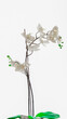 Biały kwiat, brązowy gałęzie i zielone oraz żółte elementy kwiatka na białym tle