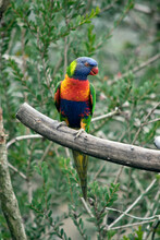 The Rainbow Lorikeet Is Perched On A Tree Branch