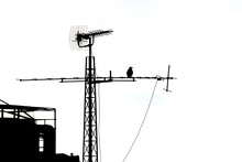 Crow Standing On Television Antenna.