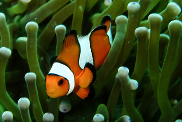 Wall Mural - Small clown fish in its anemone