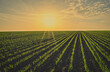 © Superingo - Feld bei Sonnenuntergang