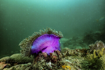 Wall Mural - Purple Sea Anemone