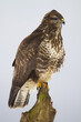 © WildMedia - Common buzzard, buteo buteo, sitting on tree in wintertime nature. Bird of prey looking on trunk in wilderness. Vertical compositio of brown and white animal observing on wood.