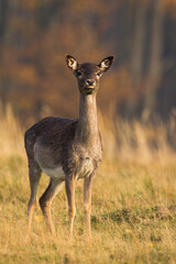 Wall Mural - fallow deer, dama dama, doe standing on dry field in autumn nature. wild hind looking to the camera 