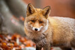 Red fox, vulpes vulpes, standing in woodland in autumn nature from close up. Orange furred animal looking to the camera in forest in fall. Wild predator watching in habitat.
