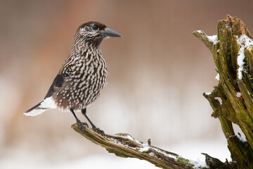 Wall Mural - Spotted nutcracker, nucifraga caryocatactes, looking on snowy trunk in winter. Wild little bird sitting on white trunk. Brown and white animal with feather resting on branch.