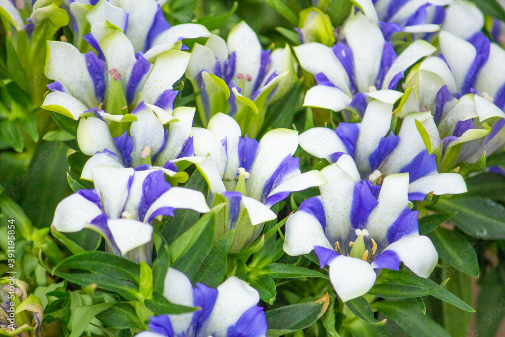 リンドウ（竜胆） 学名： Gentiana scabra 英名‎: ‎Gentian （白と青の