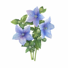 Bouquet With Violet Flower Of Ballon Blume (Platycodon, Balloon Flower, Chinese Bellflower, Bluebells, Campanula). Watercolor Hand Drawn Painting Illustration Isolated On White Background.