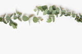 Fototapeta  - Green leaves of eucalyptus branches on a white background.