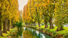 The Avon River In Downtown Christchurch, New Zealand, With Vibrant Autumn Foliage On Poplar Trees Which Line The Riverbank.