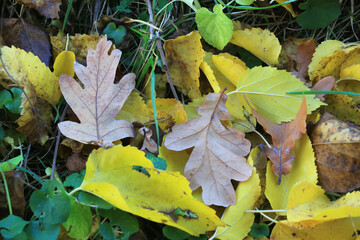 Wall Mural - fallen autumn leafage in forest