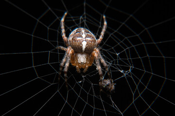 Spider on the spider web